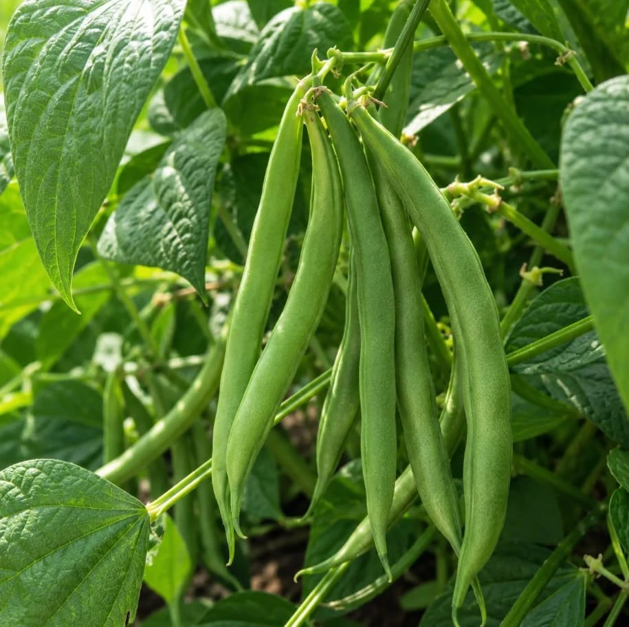 Green Bush Bean Live Plants - 2 Plants Per 4 Inch Pot, 3-6 Inches Tall Vegetable Starter for Garden & Containers - Image 2