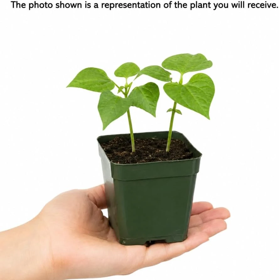 Green Bush Bean Live Plants - 2 Plants Per 4 Inch Pot, 3-6 Inches Tall Vegetable Starter for Garden & Containers - Image 4