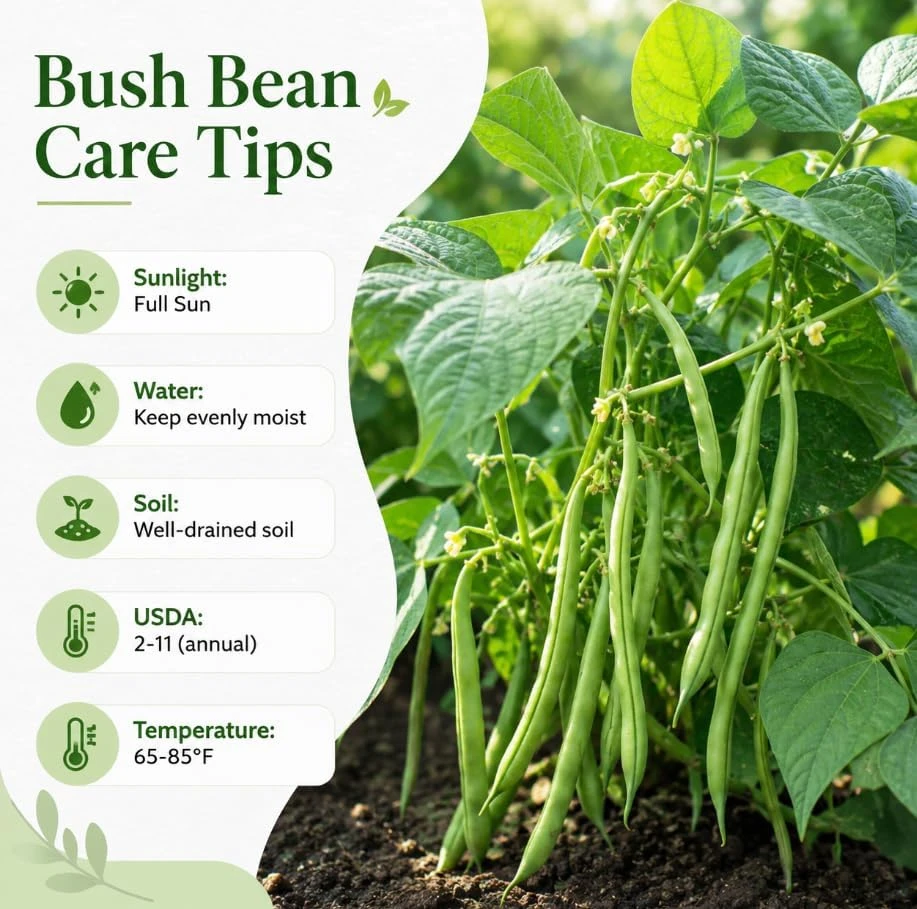 Green Bush Bean Live Plants - 2 Plants Per 4 Inch Pot, 3-6 Inches Tall Vegetable Starter for Garden & Containers - Image 5