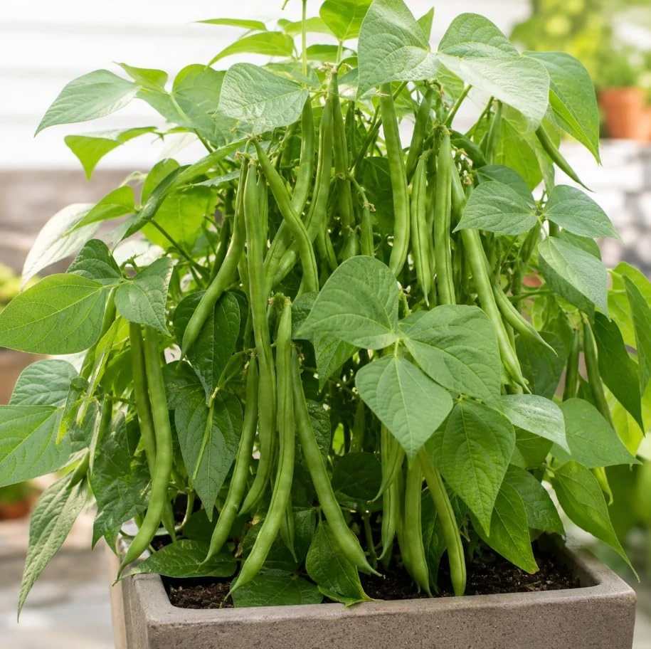 Green Bush Bean Live Plants - 2 Plants Per 4 Inch Pot, 3-6 Inches Tall Vegetable Starter for Garden & Containers - Image 6