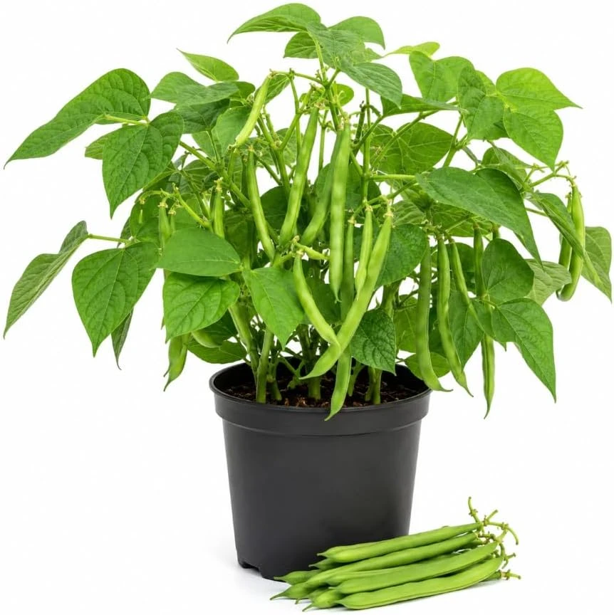 Green Bush Bean Live Plants - 2 Plants Per 4 Inch Pot, 3-6 Inches Tall Vegetable Starter for Garden & Containers - Image 1