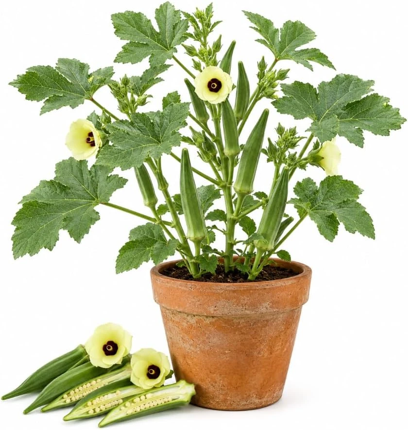 Green Okra Live Plant Set – 2 Plants per Pot – 3-5 Inches Tall – Outdoor Vegetable - Image 1