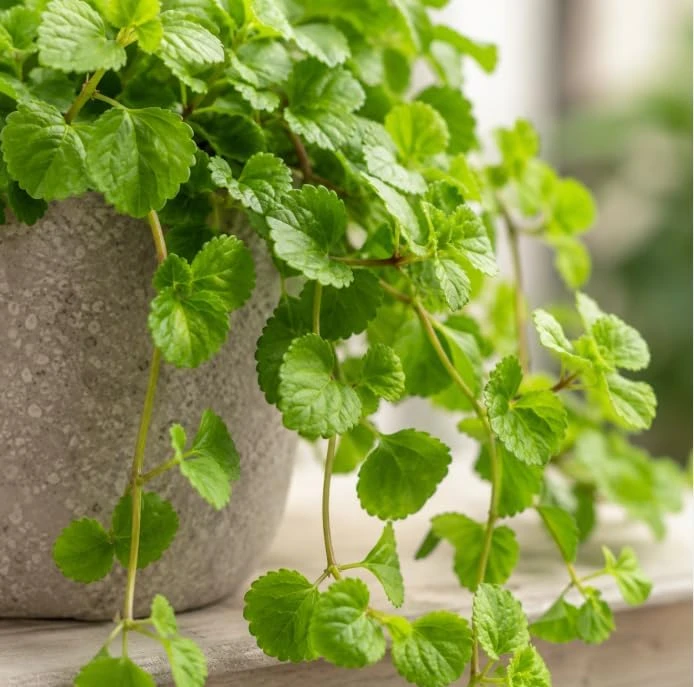 Green Swedish Ivy Live Plant - 2 Plants Per Pot, 3-6 Inch Tall, 4 Inch Pot - Image 2