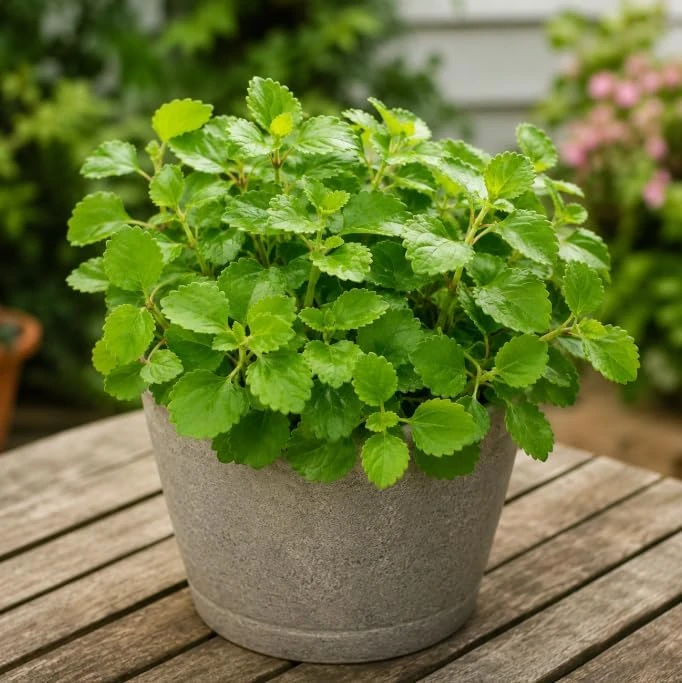 Green Swedish Ivy Live Plant - 2 Plants Per Pot, 3-6 Inch Tall, 4 Inch Pot - Image 3