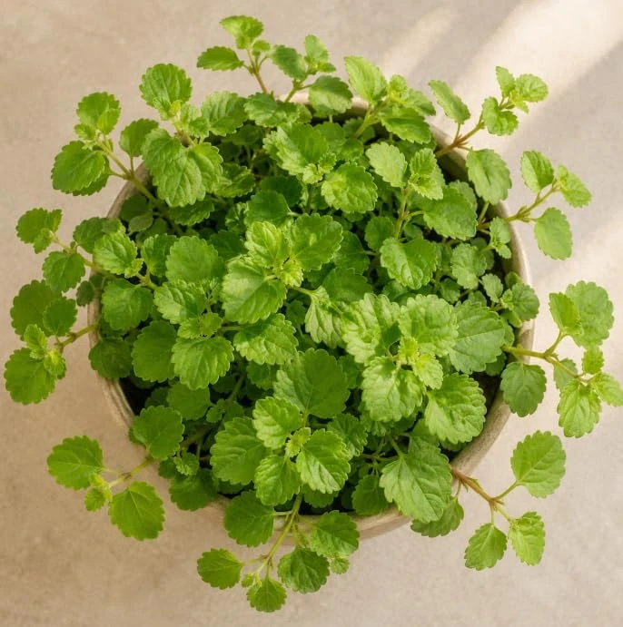 Green Swedish Ivy Live Plant - 2 Plants Per Pot, 3-6 Inch Tall, 4 Inch Pot - Image 4