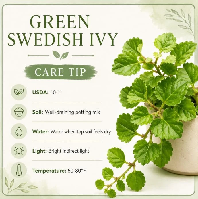 Green Swedish Ivy Live Plant - 2 Plants Per Pot, 3-6 Inch Tall, 4 Inch Pot - Image 5