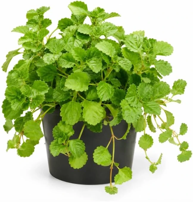 Green Swedish Ivy Live Plant, 3-6 Inch Tall Trailing Houseplant for Indoor Hanging Baskets, Pack of 2 - Image 1