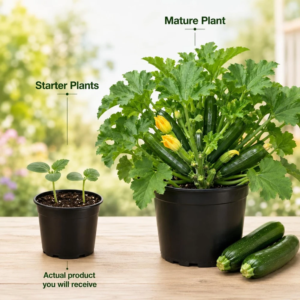 Green Zucchini Live Plants - 2 Summer Squash Seedlings, 4-6 Inch Tall in 4 Inch Pots, Outdoor - Image 4