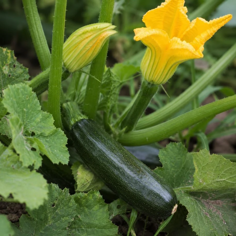 Green Zucchini Live Plants - Set of 2 Summer Squash Starter Seedlings, 4-6 Inch Tall in 4 Inch Pots for Outdoor Garden & Patio - Image 3