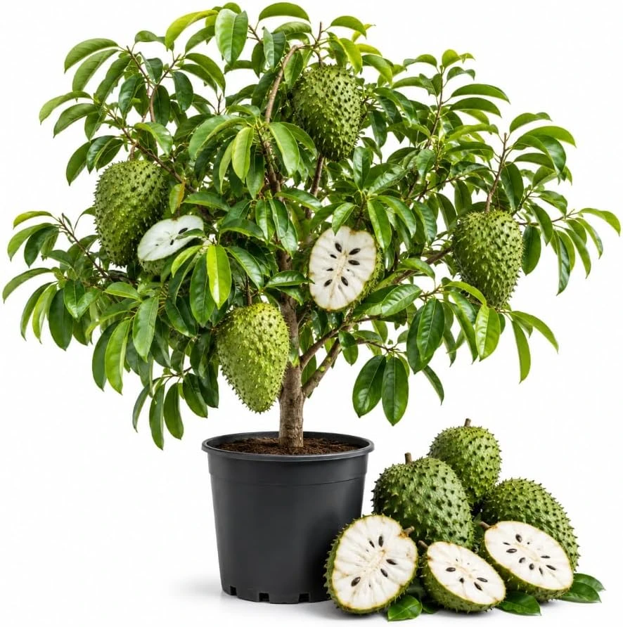 Guanabana Soursop Live Plant - Tropical Fruit Tree, 4-6 Inches Tall, 4 Inch Pot - Image 1