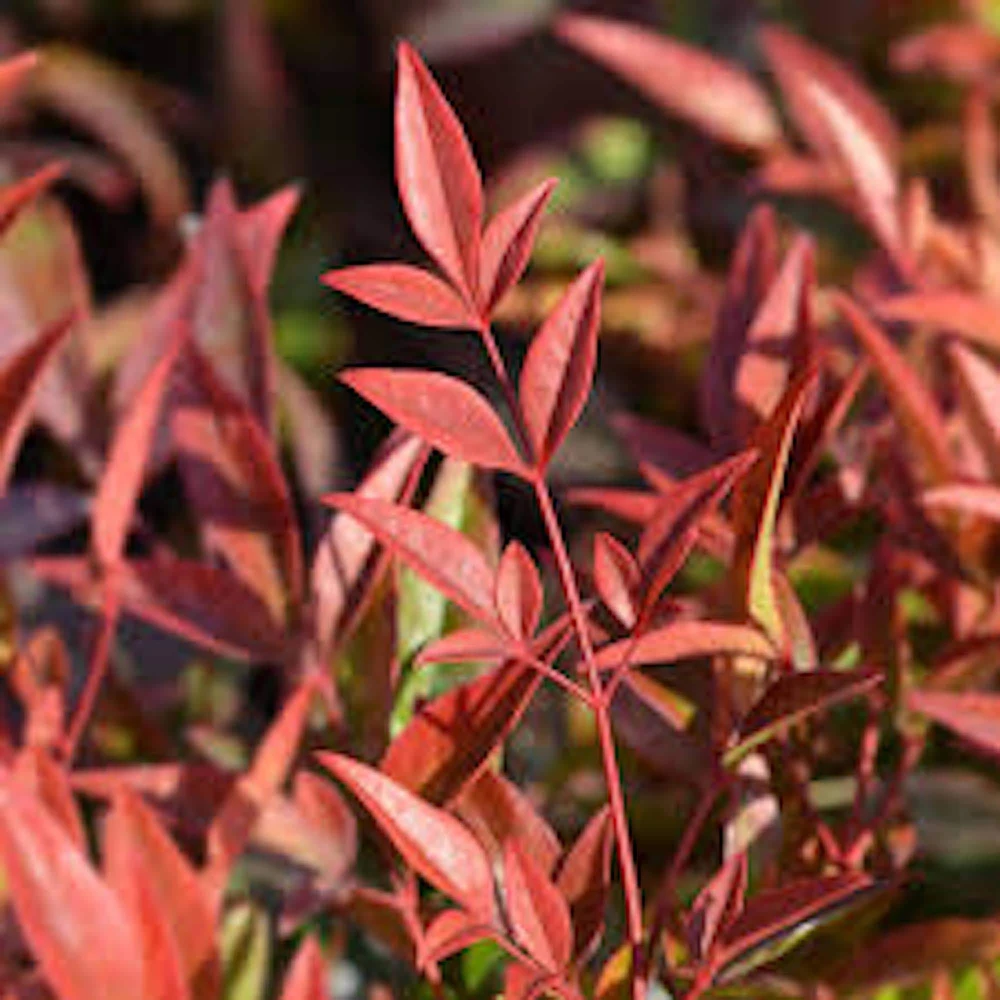 Gulf Stream Heavenly Bamboo Bare Root Plant 6-12in Tall - Nandina Domestica Shrub - Image 1