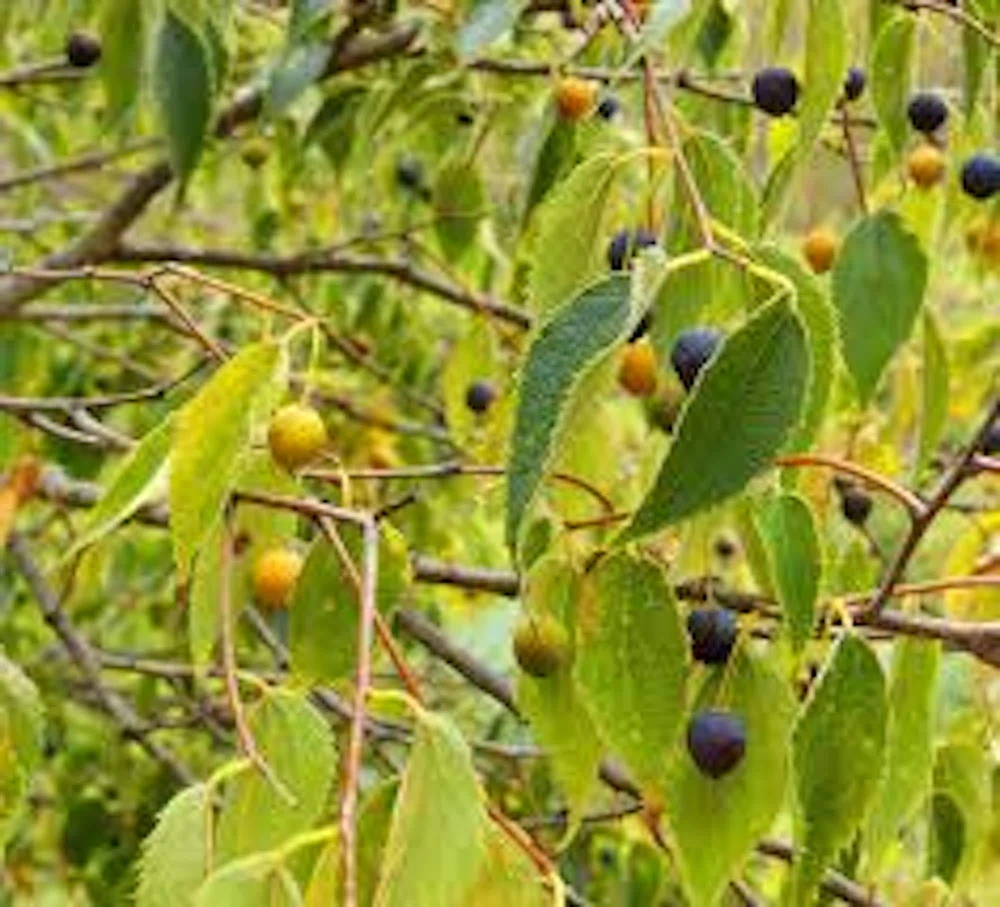 Hackberry Tree Live Plant – 12-24in Tall Sugarberry Tree – Bare Root – Zones 3-9 - Image 3