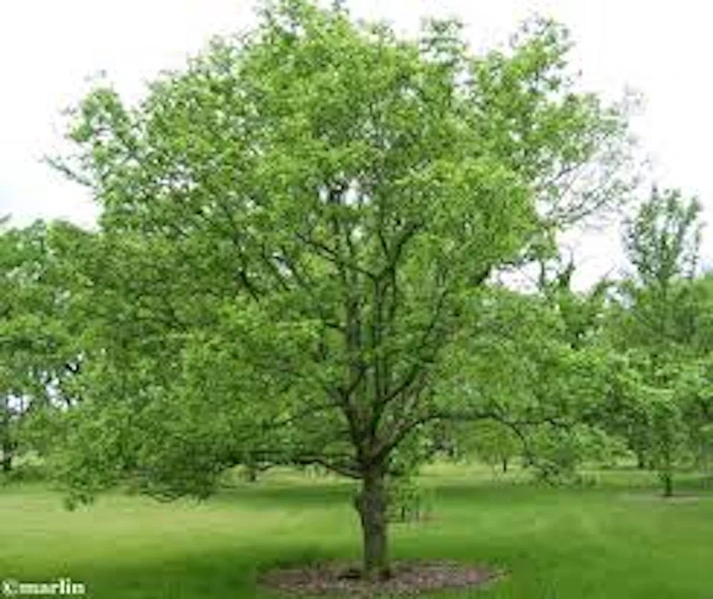 Hackberry Tree Live Plant – 12-24in Tall Sugarberry Tree – Bare Root – Zones 3-9 - Image 5