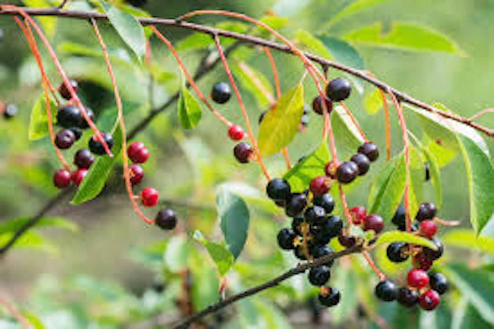 Hackberry Tree Plant - Sugarberry Tree (Celtis occidentalis) - Live Plant 12-24" Tall - Image 1
