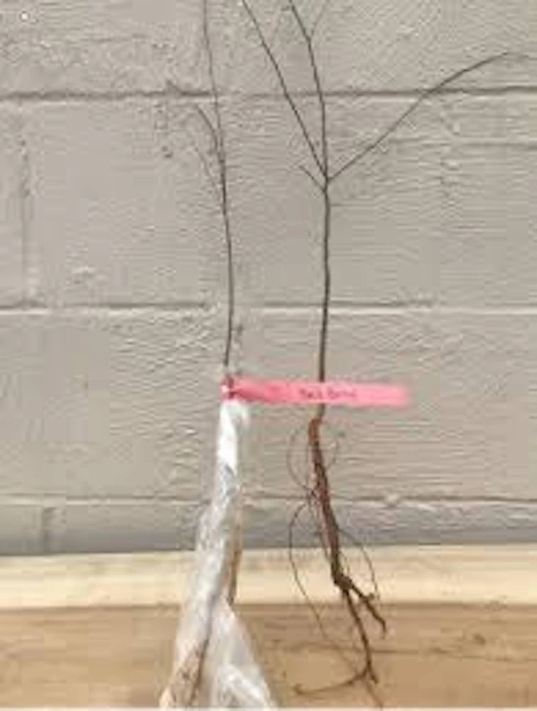 Hackberry Tree Plant - Sugarberry Tree (Celtis occidentalis) - Live Plant 12-24" Tall - Image 2