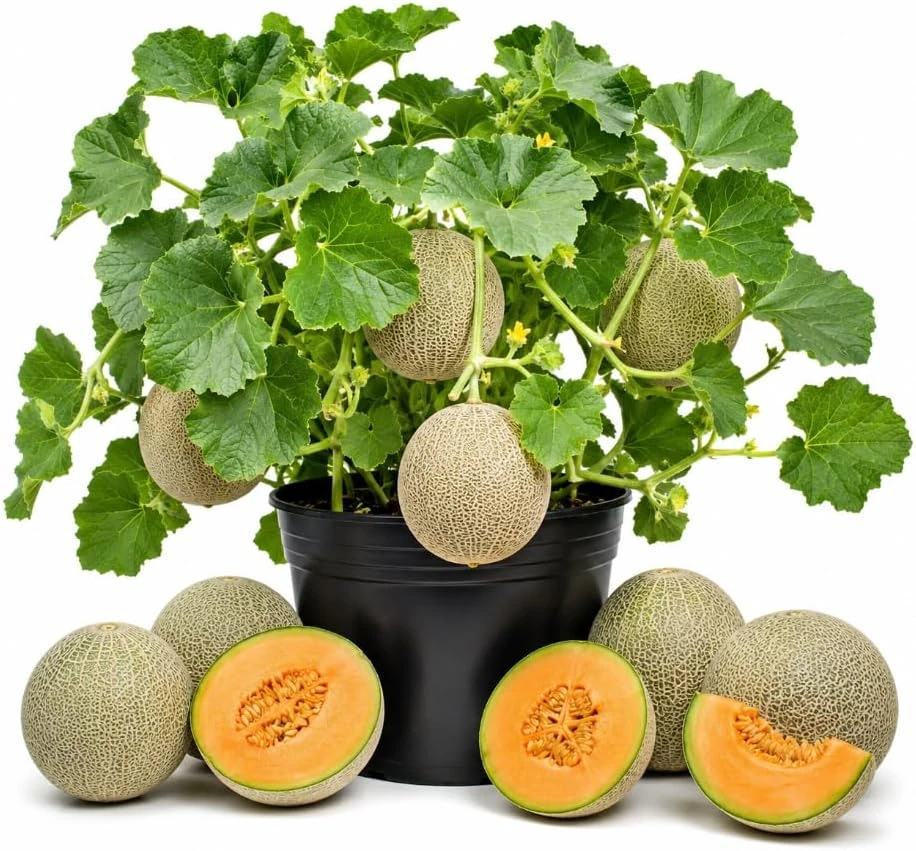 Hales Cantaloupe Melon Live Plants - 2-Pack, 4-6 Inches Tall, 4 Inch Pot, Outdoor Vine - Image 1