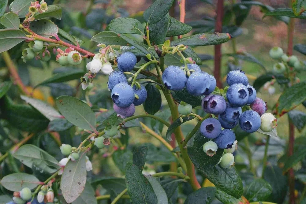 Heintooga Blueberry Live Plant - Highbush Cultivar - Sweet Berries - USDA 4-10 - Image 1