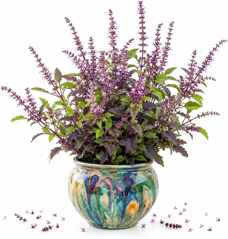 Holy Basil Live Plant (Tulsi) - Well-Rooted, 2-4 Inch Tall, Home Garden - Image 1