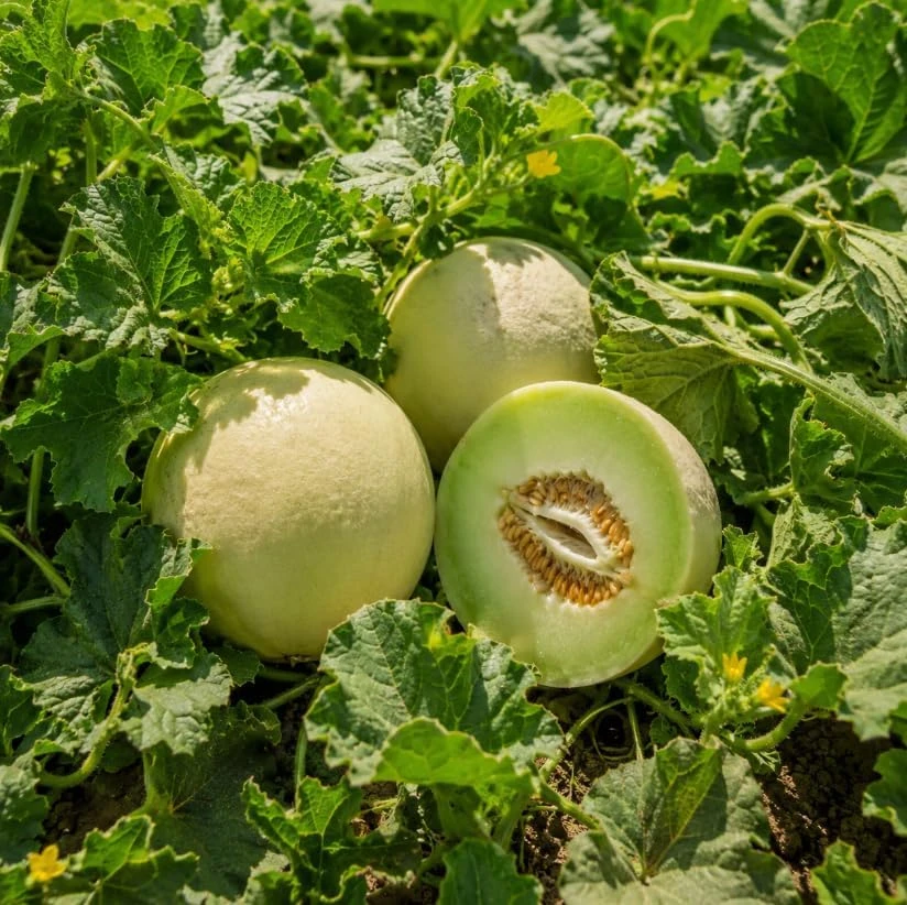 Honeydew Melon Live Plants - 2 Fruit Vines in 4-Inch Pot, 3-5" Tall - Image 3