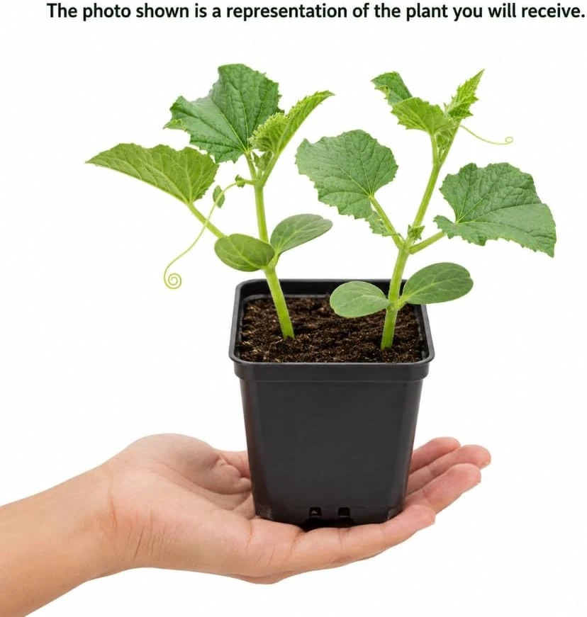 Honeydew Melon Live Plants - 2 Fruit Vines in 4-Inch Pot, 3-5" Tall - Image 4