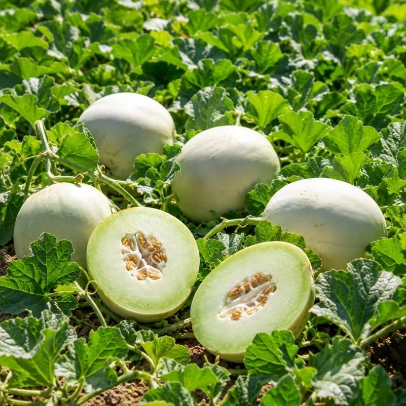 Honeydew Melon Live Plants - 2 Fruit Vines in 4-Inch Pot, 3-5" Tall - Image 7