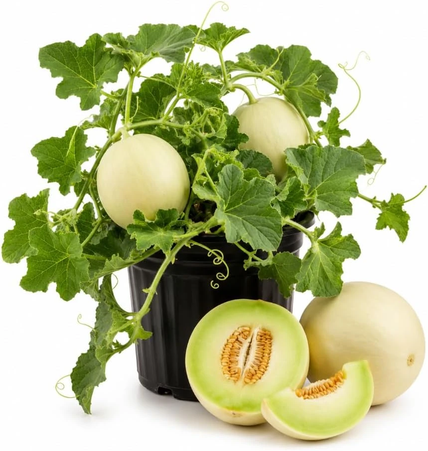 Honeydew Melon Live Plants - 2 Fruit Vines in 4-Inch Pot, 3-5" Tall - Image 1