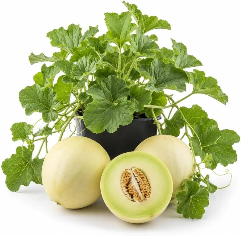 Honeydew Melon Vine Plants - 2 Live Fruit Starters, 3-5 Inches Tall, Per Pot, Outdoor - Image 1