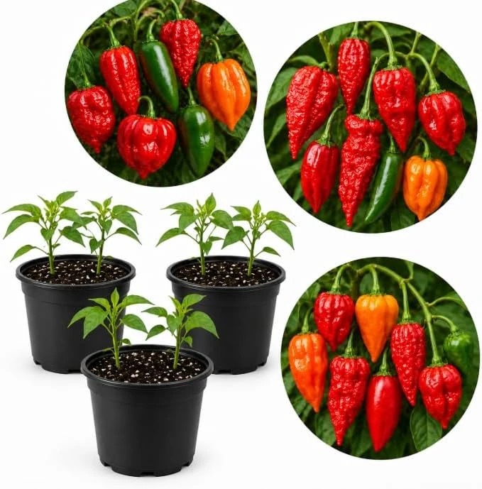 Hot Pepper Plants Live - 3 Pot Mix, 3-6 Inch Tall, Outdoor Garden Starter Plants - Image 1