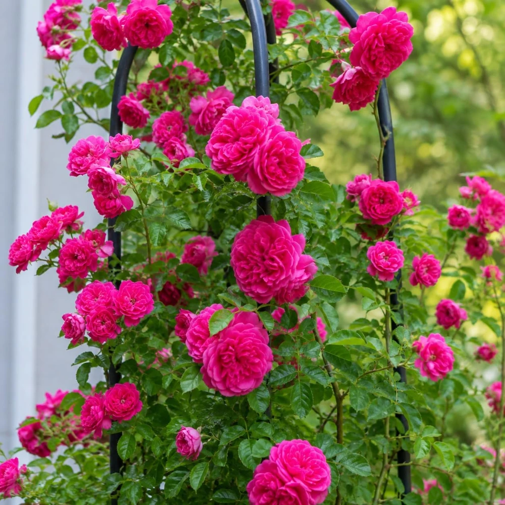 Hot Pink Climbing Rose Plants, Set of 2, Fragrant Perennial Flowers, 2-4 Inch Tall - Image 4