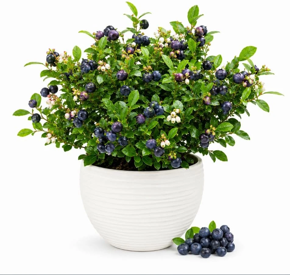 Huckleberry Live Plant - Sweet Black Bush Outdoor Garden, 3-5 Inch Tall, 3 Inch Pot - Image 1