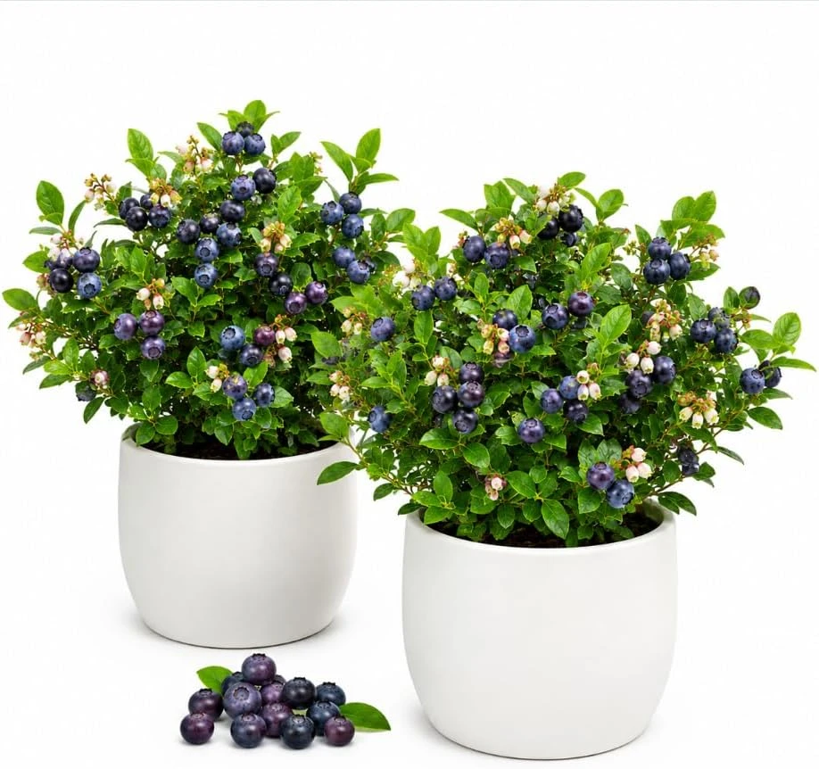 Huckleberry Live Plants - Set of 2 Sweet Black Huckleberry Bushes, 3-5 Inch Tall, 3 Inch Pot, Outdoor Garden - Image 1