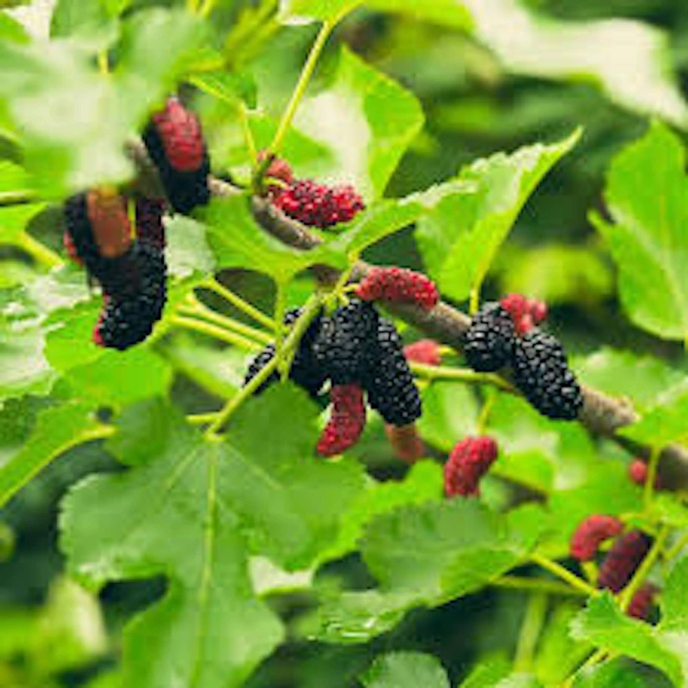 Illinois Everbearing Mulberry Tree Starter Plant - 5 Pack - Fruit Tree - Image 1