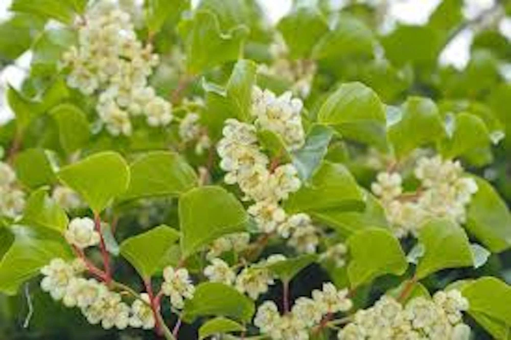 Issai Hardy Kiwi Live Plant โ Self-Pollinating Fruit Starter Vine โ Edible Fruit - Image 4