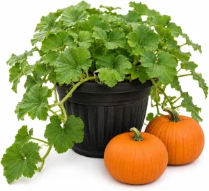 Jack-o'-Lantern Pumpkin Live Plant for Planting - Winter Squash Vegetable, 2-4 Inch Tall - Image 1