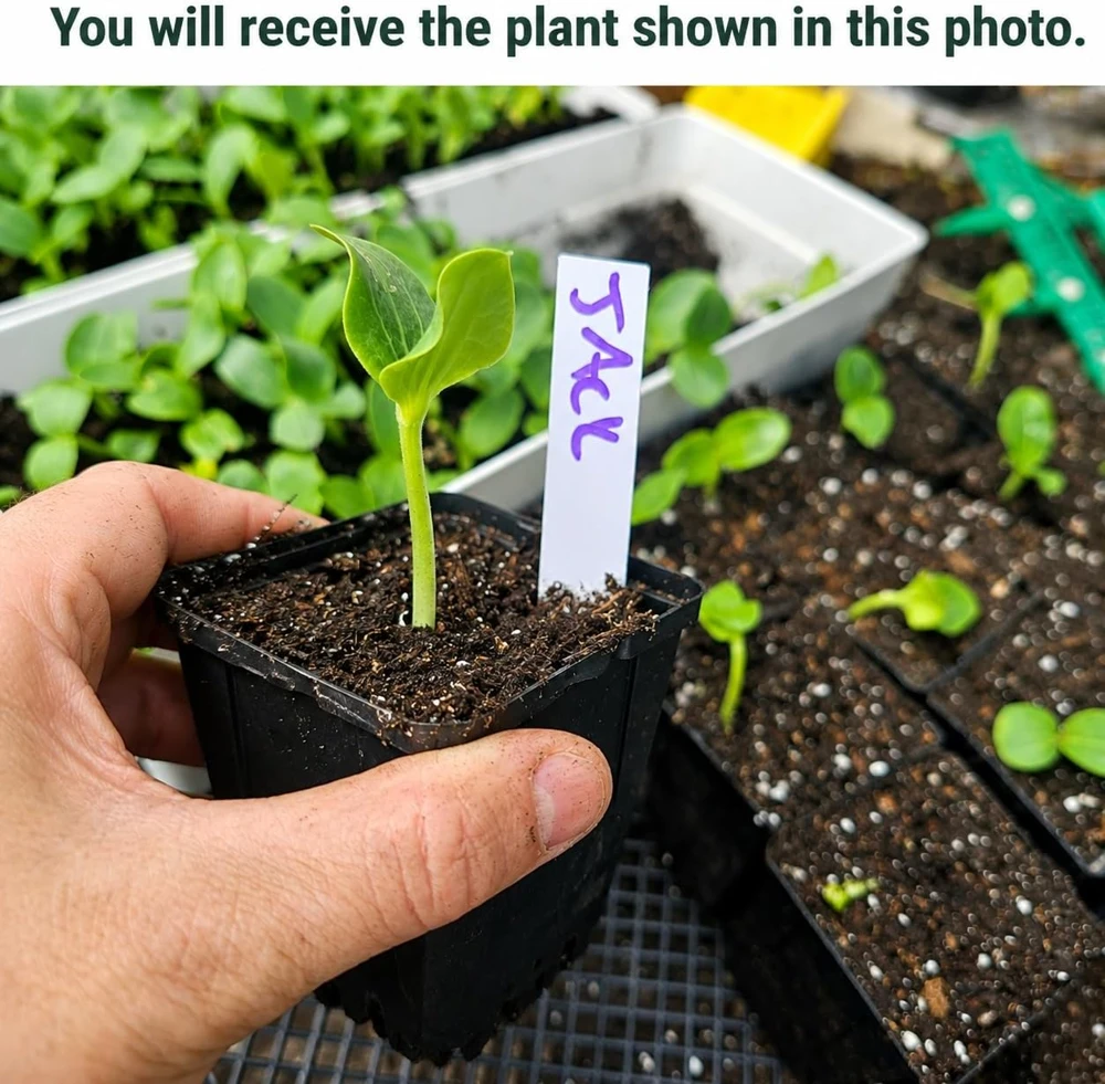Jack-o'-Lantern Pumpkin Plant – Live Winter Squash Vegetable – 2-4 Inch Tall - Image 2