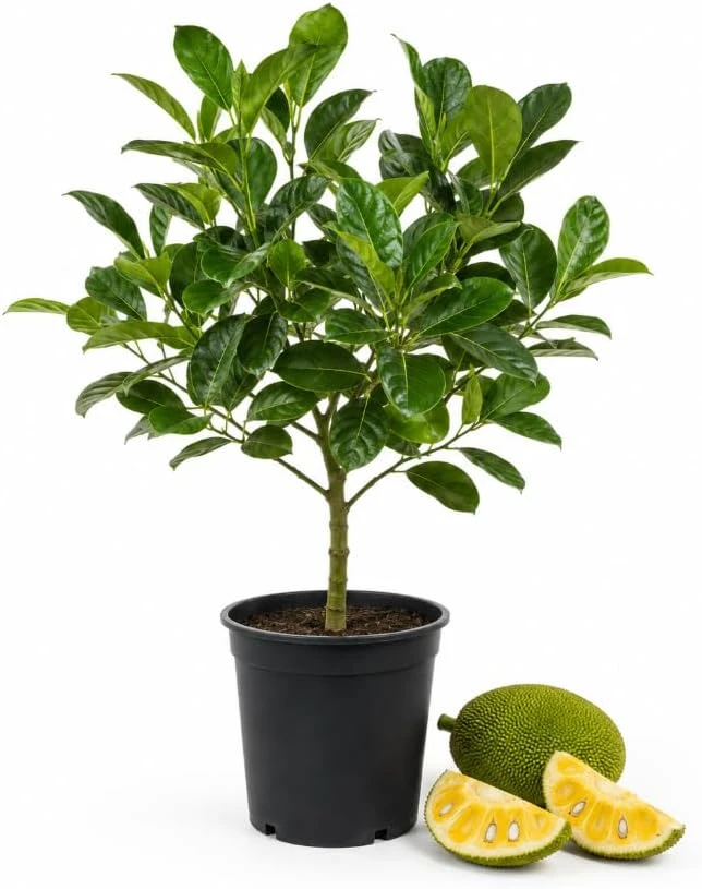 Jackfruit Live Plant, 3-6 Inches Tall, 4 Inch Pot, Tropical Fruit Tree - Image 1