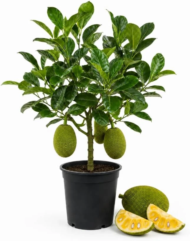 Jackfruit Tree Live Plant, 3-6 Inches Tall, 4 Inch Nursery Pot, Tropical Fruit Tree - Image 1