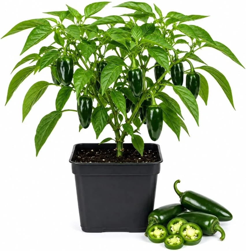Jalapeno Pepper Plants - Live Vegetable Starter, 2 Per Pot, 4-6 Inches Tall, 4 Inch Pot, Outdoor - Image 1