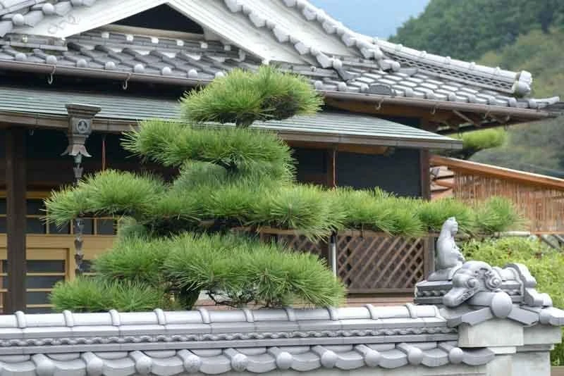 Japanese Black Pine (Pinus thunbergii) Starter Tree - Bare Root Live Plant - Image 2