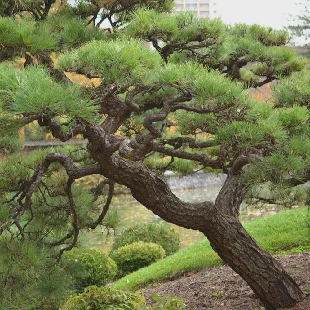Japanese Black Pine (Pinus thunbergii) Starter Tree - Bare Root Live Plant - Image 3