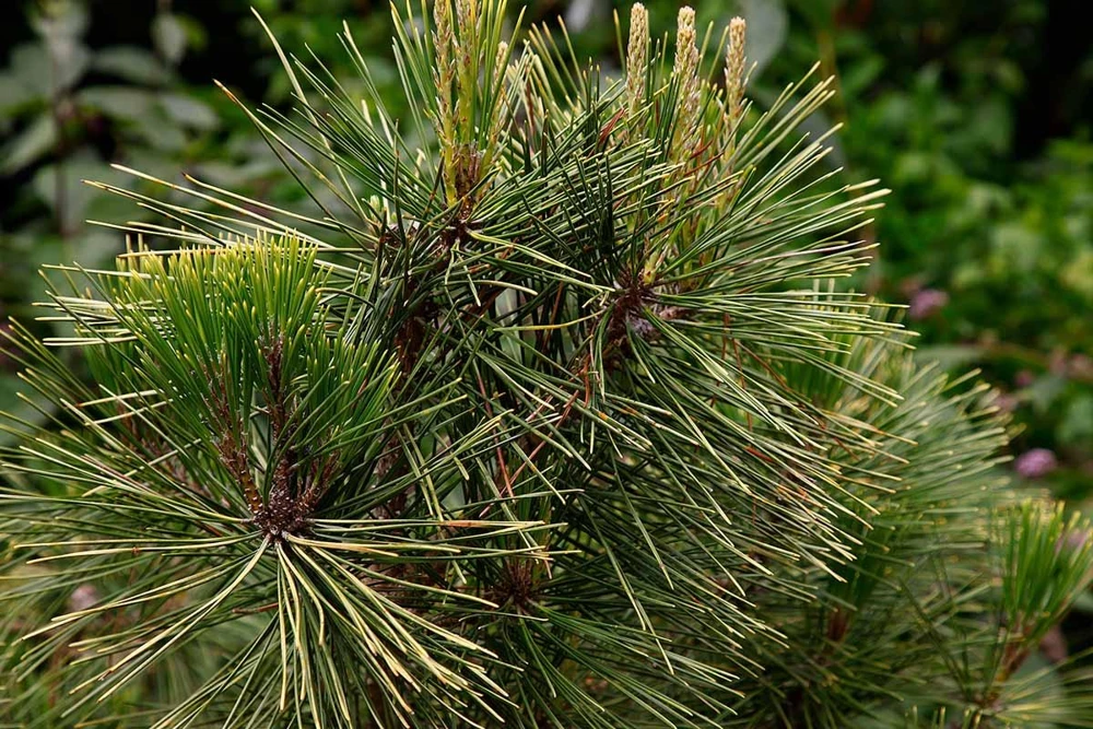 Japanese Black Pine (Pinus thunbergii) Starter Tree - Bare Root Live Plant - Image 8