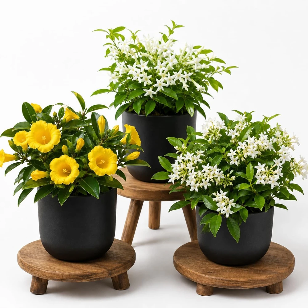 Jasmine Live Plant - Fragrant Tropical Flower - 4-6 Inch Tall, 3 Inch Pot - Image 1