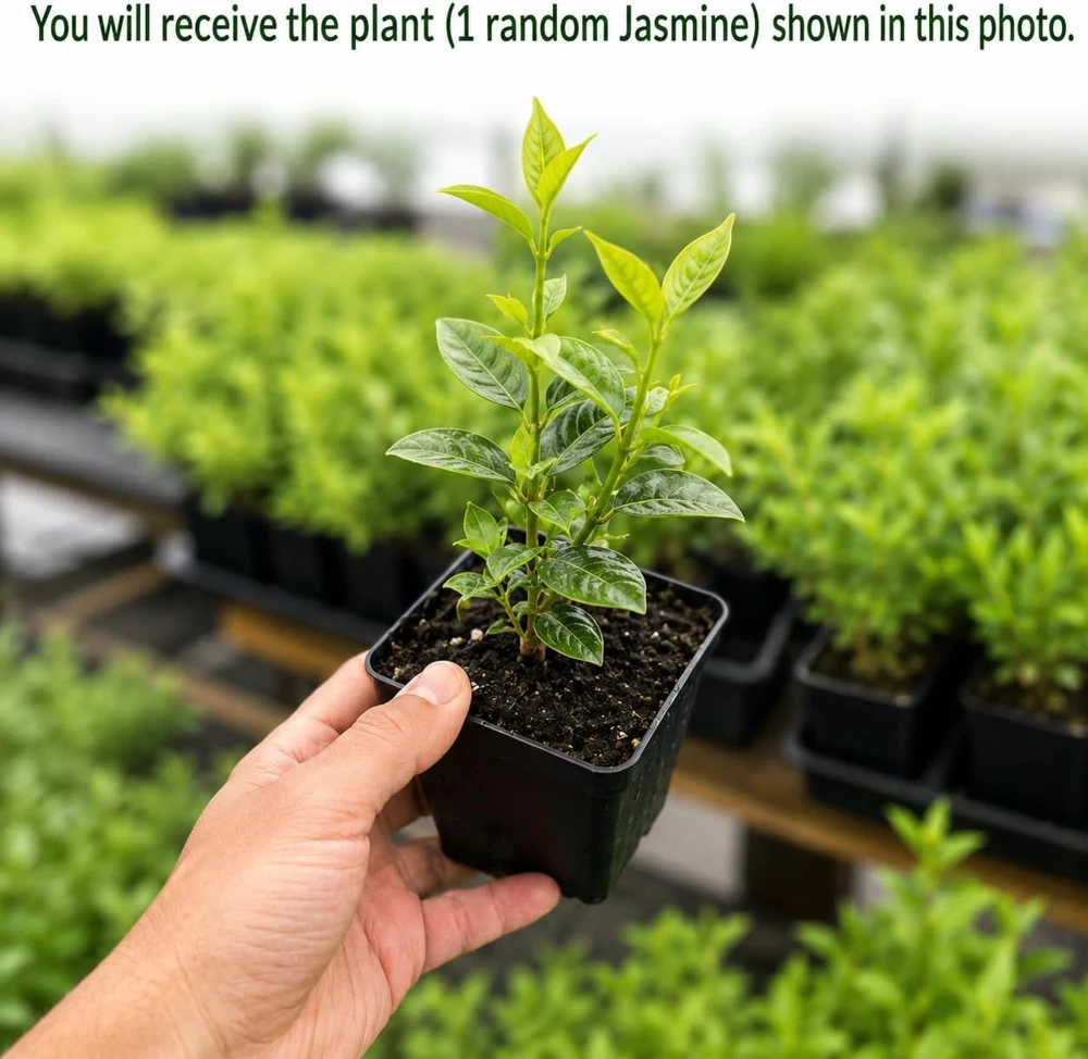 Jasmine Live Plant – Fragrant Tropical Vine, 4-6 Inch Tall, 3 Inch Pot - Image 2