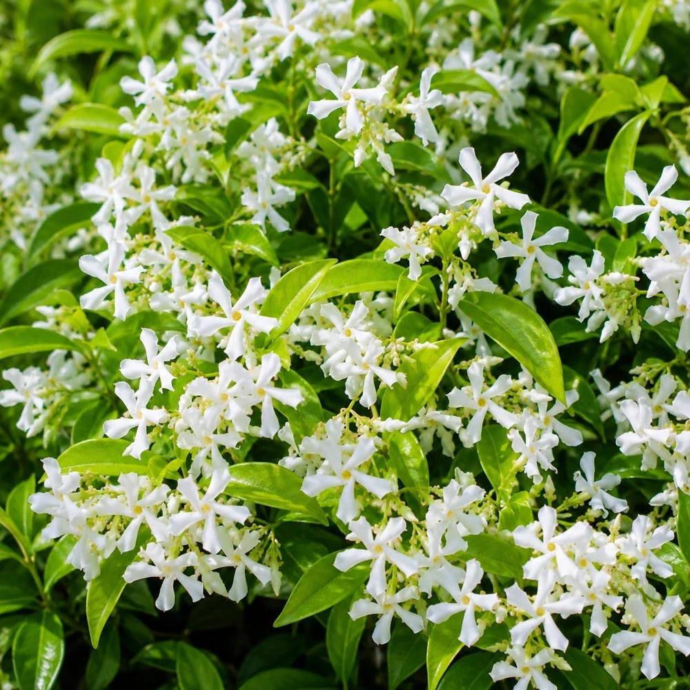Jasmine Live Plant – Fragrant Tropical Vine, 4-6 Inch Tall, 3 Inch Pot - Image 5