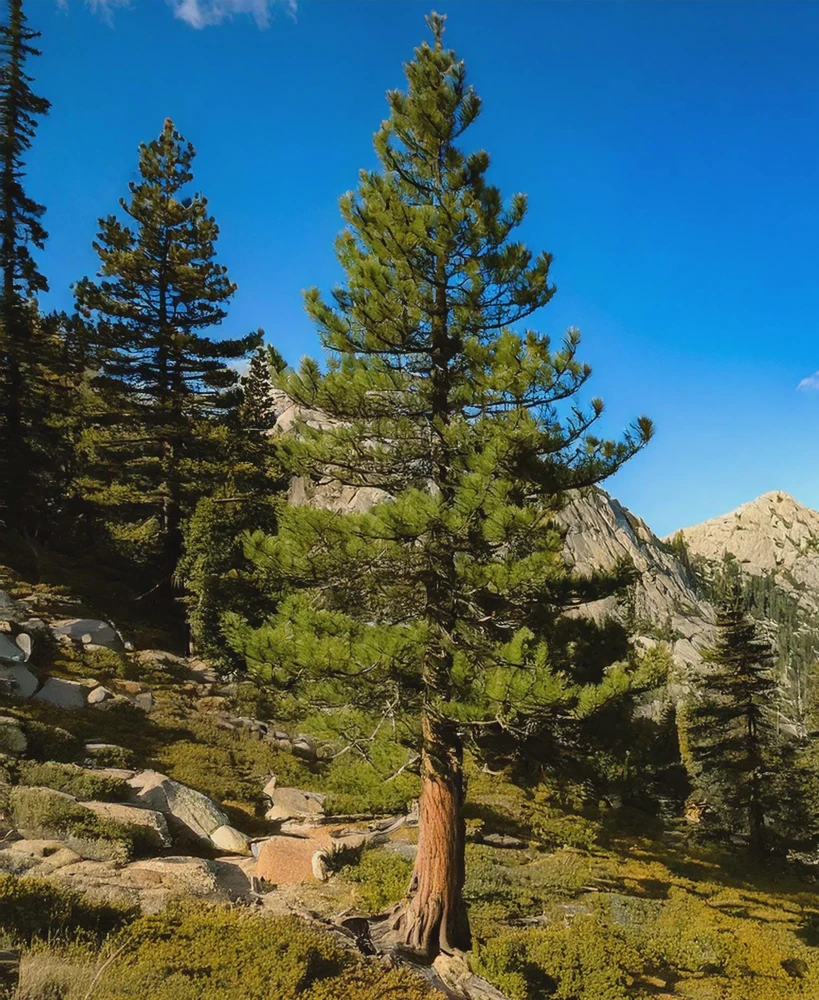 Jeffrey Pine Bare Root Starter Tree – Pinus jeffreyi – 6-12 inches Tall – Live Plant - Image 1
