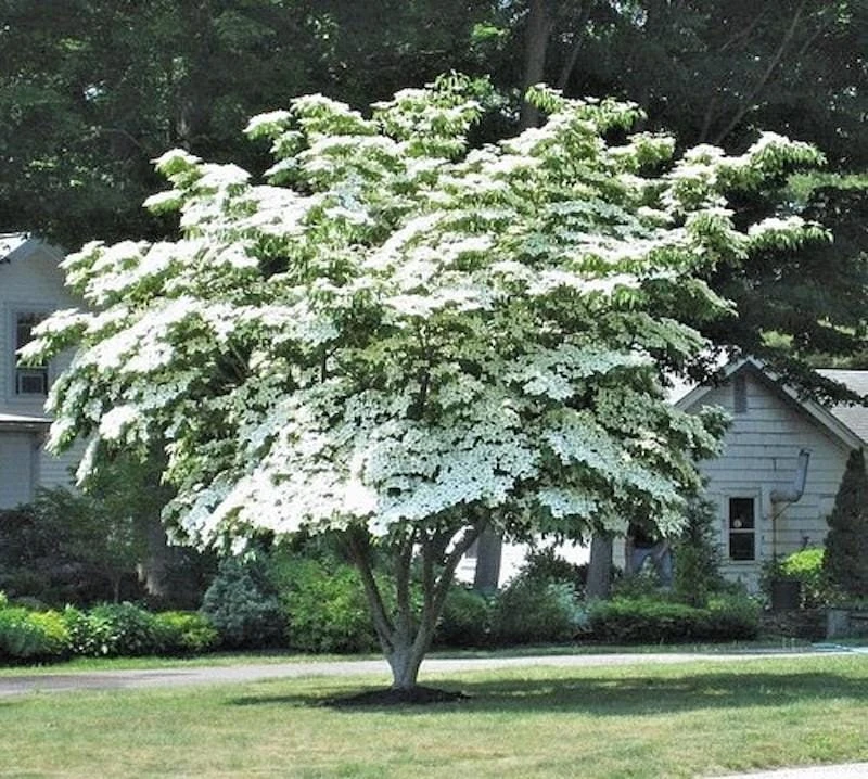 Kousa Dogwood Live Plant – Cornus kousa – 12-24in Starter Tree in Quart Pot – Outdoor - Image 1