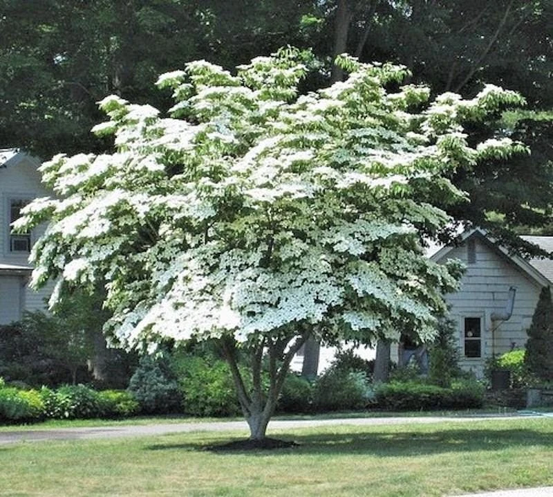 Kousa Dogwood Live Tree Plant - Cornus kousa - 12-24in Tall (Quart Pot) - Image 1