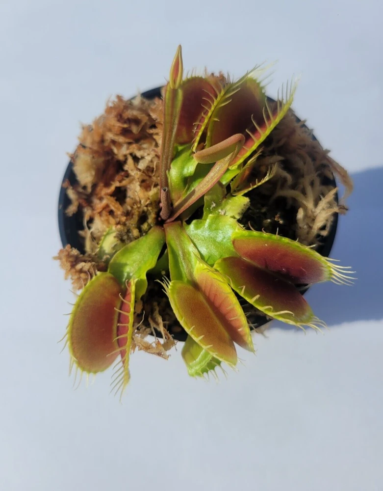 Large Big Mouth Venus Flytrap Live Plant – 3 inch pot – Indoor/Outdoor Carnivorous Plant - Image 1