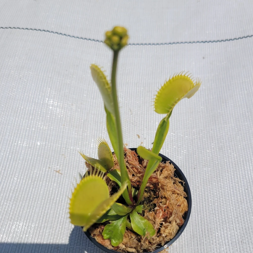 Large 'Towering Giant' Venus Flytrap Live Plant - Carnivorous - Indoor/Outdoor - Image 1