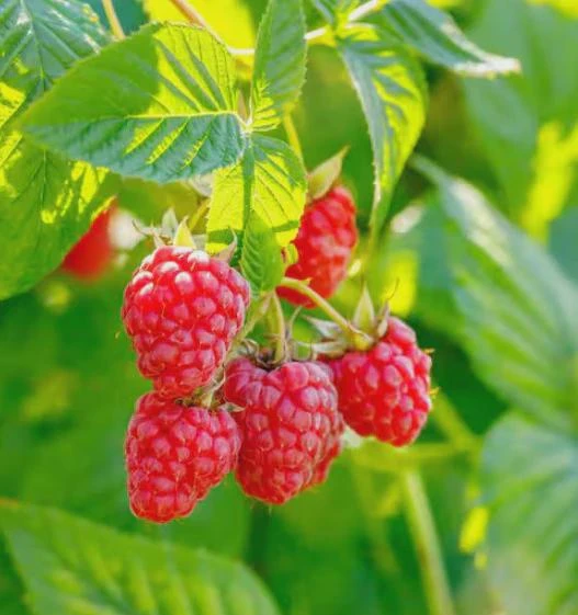 Latham Red Raspberry Live Plant โ Cold Hardy Summer Bearing Starter โ USDA Zones 3-8 - Image 2